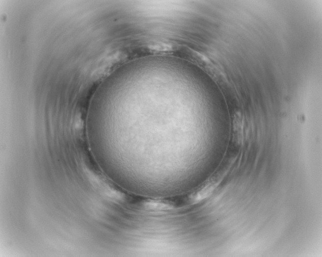 X0000088860614200706221726