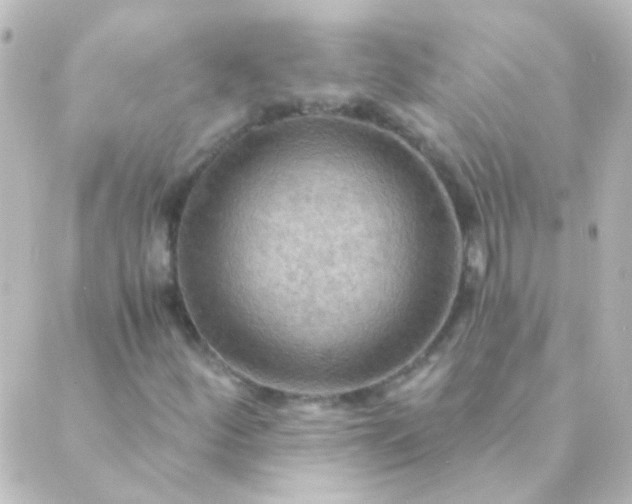 X0000088861252200706221716