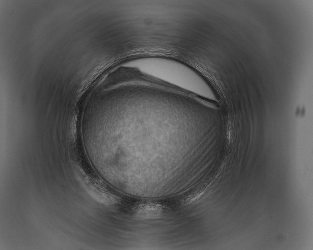 X0000088860206200706291525