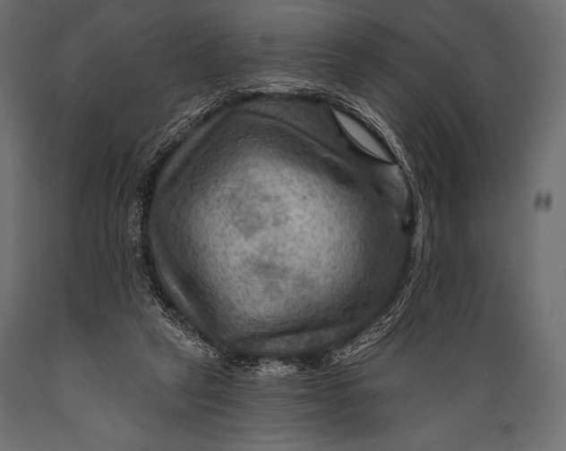 X0000088860257200706291524