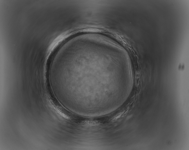 X0000088860296200706291524