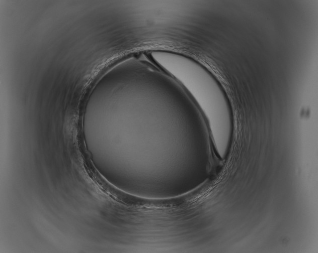 X0000088860434200706291521