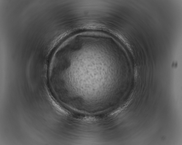 X0000088860445200706291521