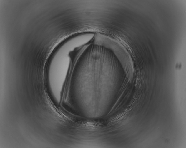 X0000088860584200706291520