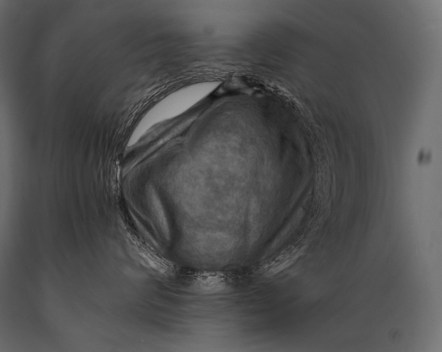 X0000088860624200706291519