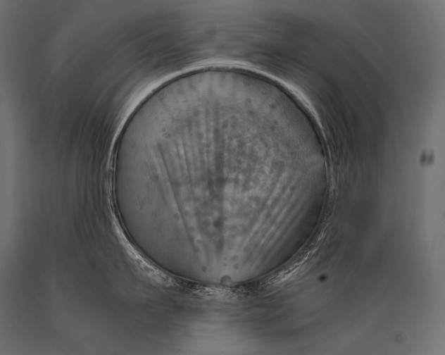 X0000088860911200706291515