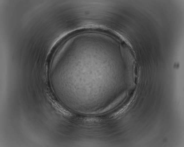 X0000088861021200706291513