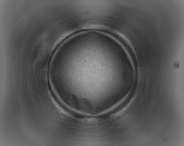 X0000088861041200706291513