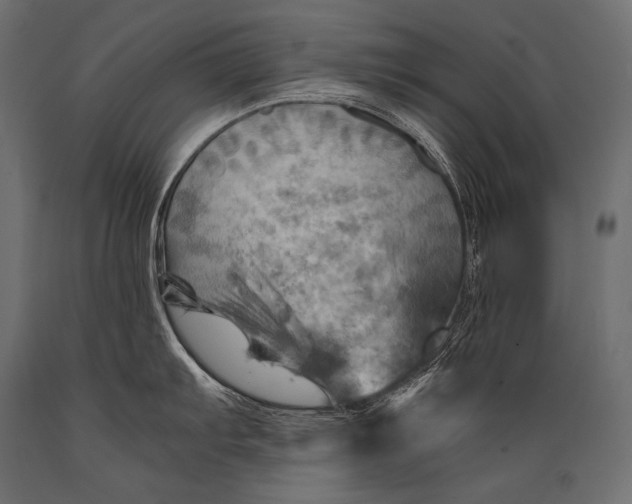 X0000088861103200706291512