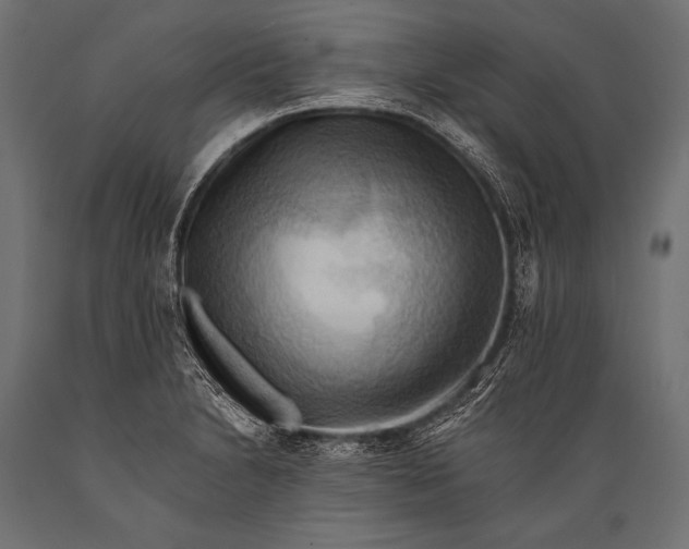 X0000088861230200706291510