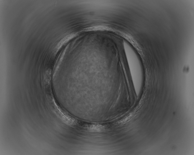 X0000088861233200706291510