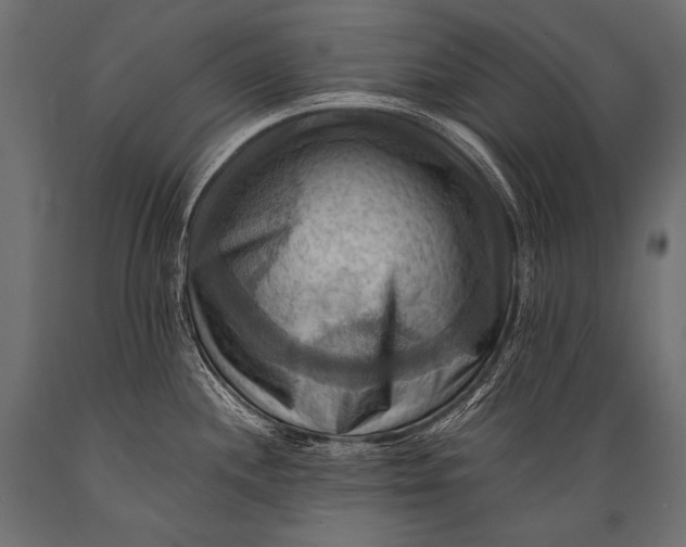 X0000088861244200706291510