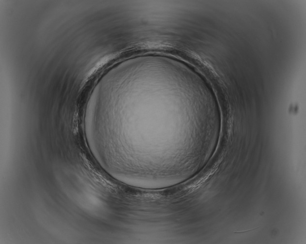 X0000088861306200706291508