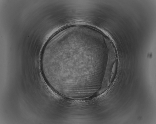 X0000088861333200706291509