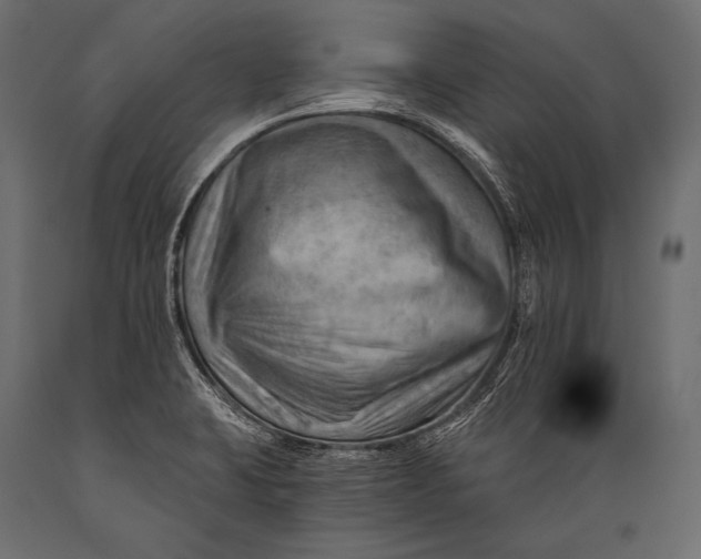 X0000088861423200706291507