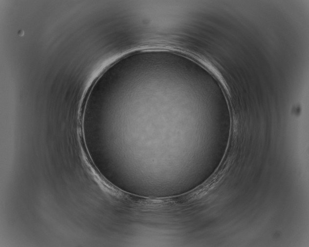 X0000088861485200706291506