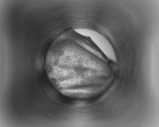 X0000088860073200707061058