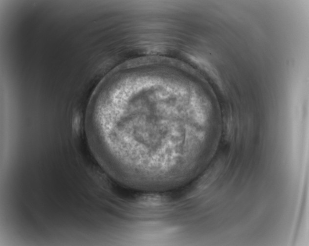 X0000088860123200707061058