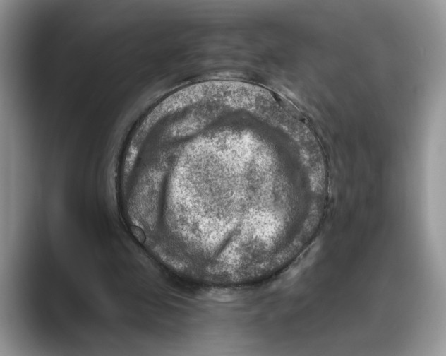 X0000088860341200707061055