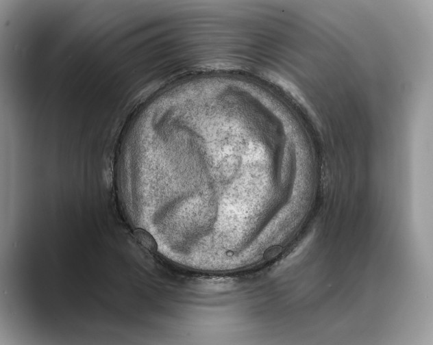 X0000088860833200707061049