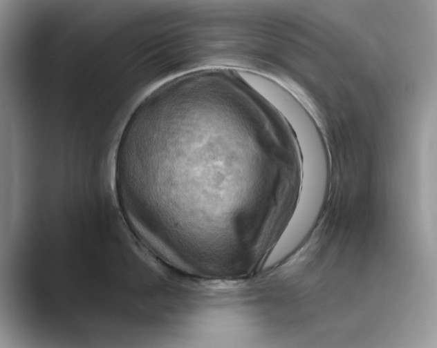 X0000088860862200707061049