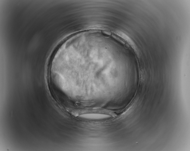 X0000088861043200707061047