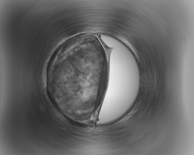 X0000088861083200707061046