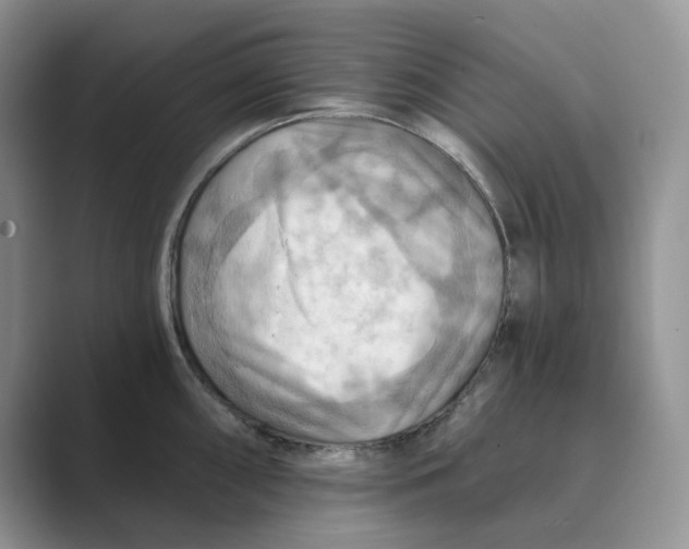 X0000088861098200707061046