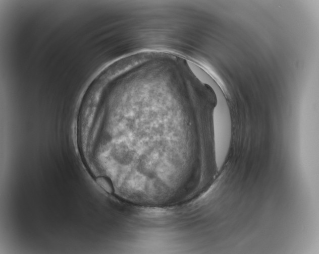 X0000088861100200707061046