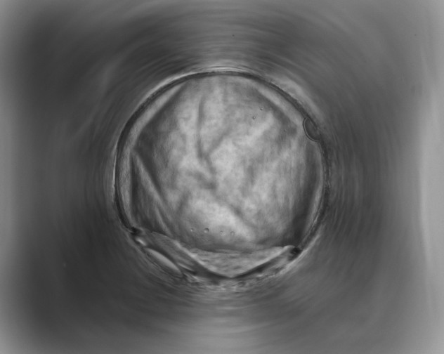 X0000088861228200707061045