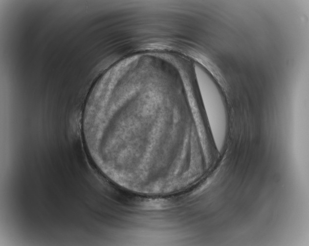 X0000088861233200707061045