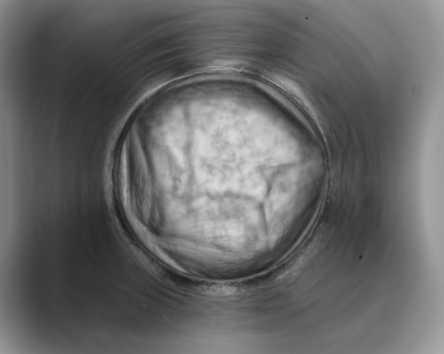 X0000088861235200707061045