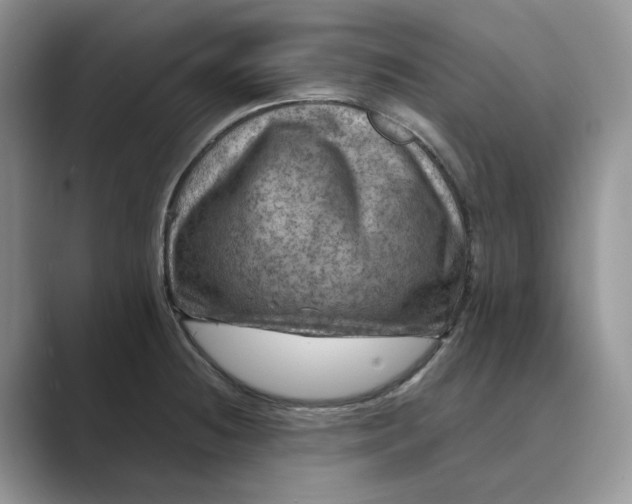 X0000088861236200707061045