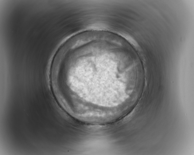 X0000088861248200707061045