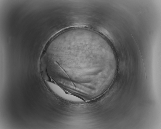 X0000088861268200707061044