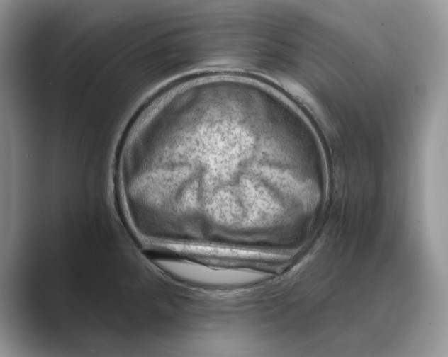 X0000088861288200707061044