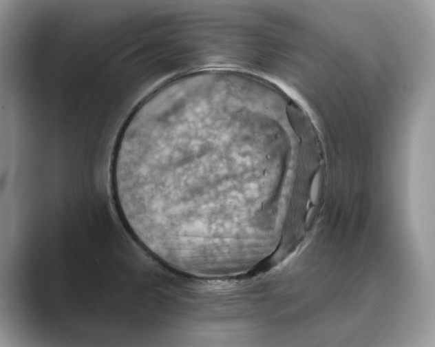 X0000088861333200707061044