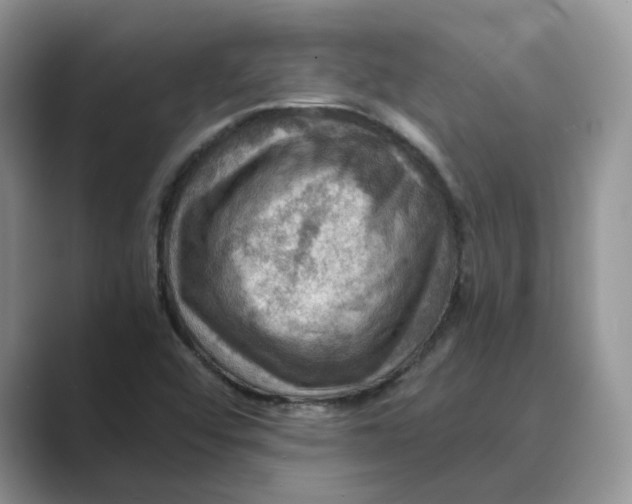 X0000088861456200707061042