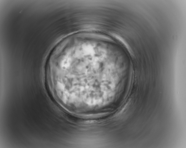 X0000088861467200707061042