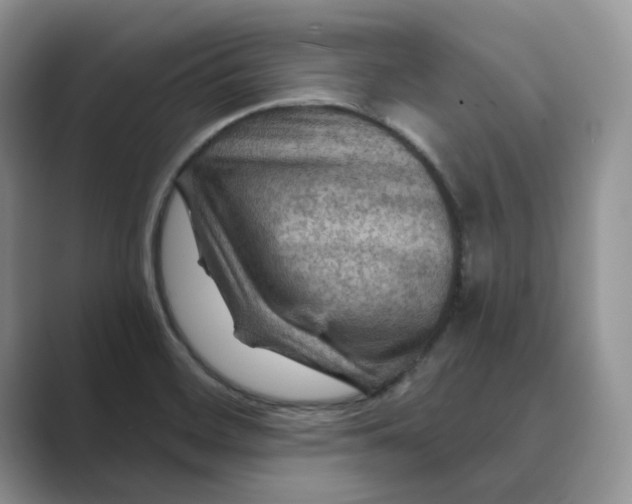 X0000088861468200707061042