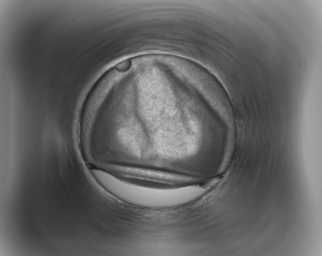 X0000088861531200707061042