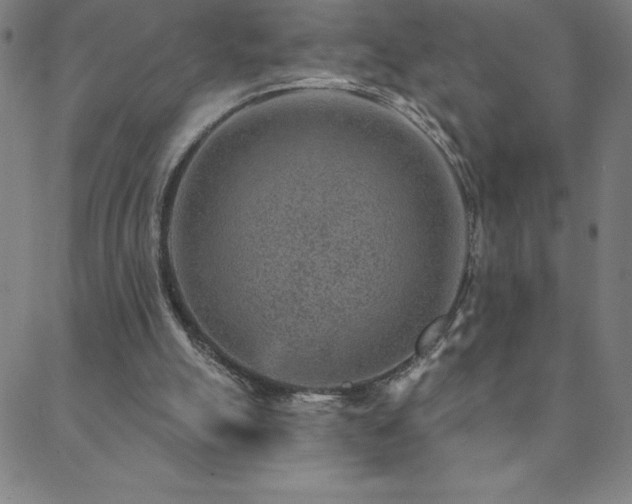 X0000088870055200706081226