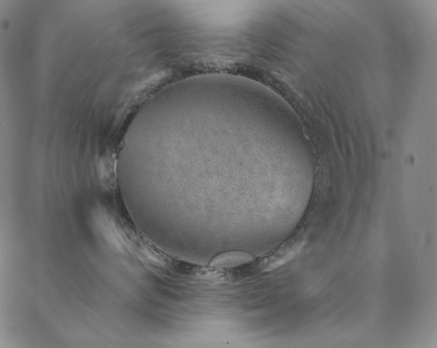 X0000088870624200706081217