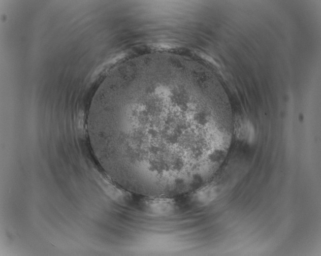 X0000088870670200706081217
