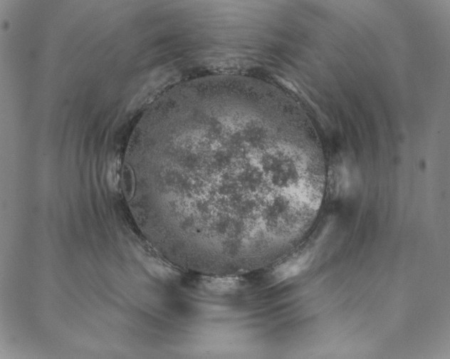 X0000088870671200706081217
