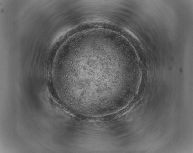 X0000088870775200706081214
