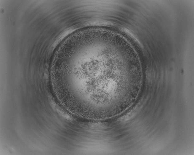 X0000088871025200706081210