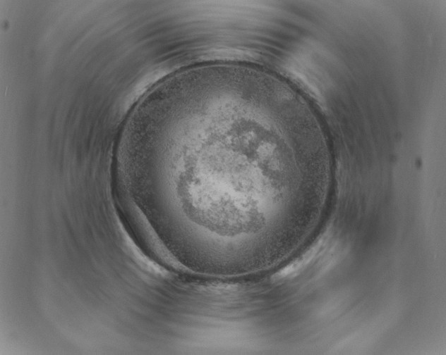 X0000088871033200706081210