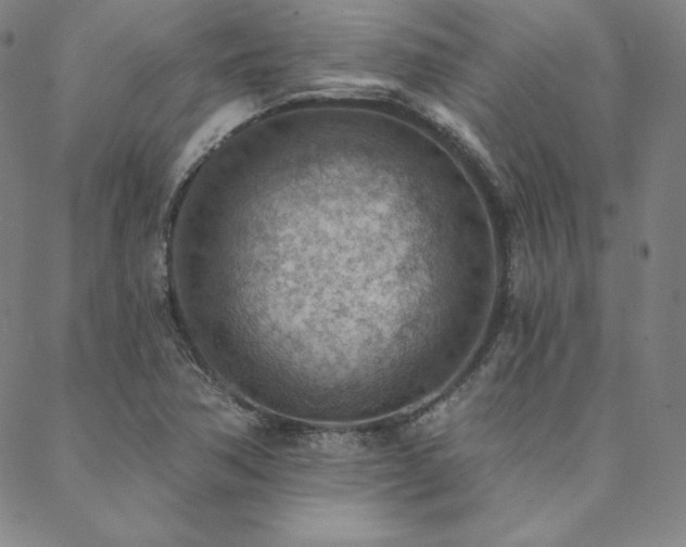 X0000088871362200706081205