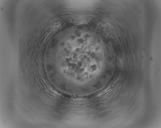 X0000088871393200706081204